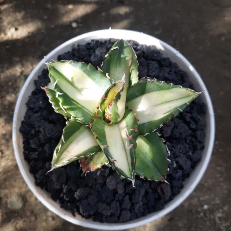Agave titanota Solar Eclipse medium