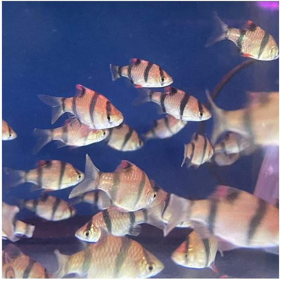 Tiger Barb Ikan Hias KHUSUS GOJEK MEDAN