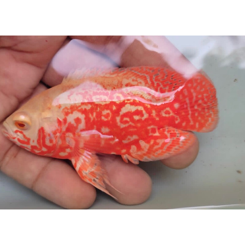 RED TIGER ALBINO OSCAR size 7-8cm