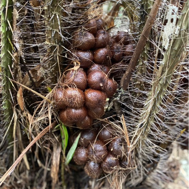

Salak pondoh asli Turi