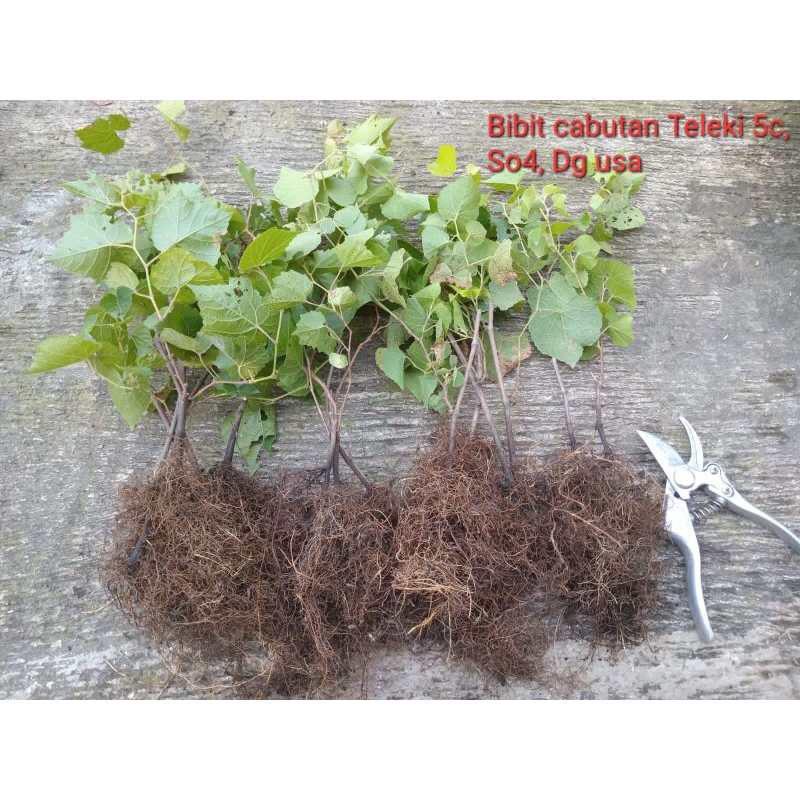 Bibit Cabutan Rootstock import isi 20
