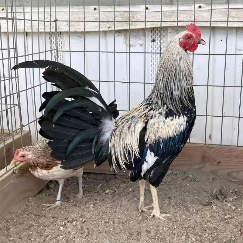 

jual telur ayam tarung laga pisau paket 4 butir