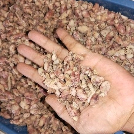 

Ready kalimantan 1kg baby cumi kering uk 0,5-1cm