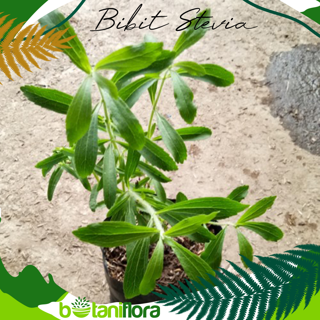Stevia | Bibit Stevia (Pengganti Gula) | Tanaman Stevia | Pemanis Alami Stevia
