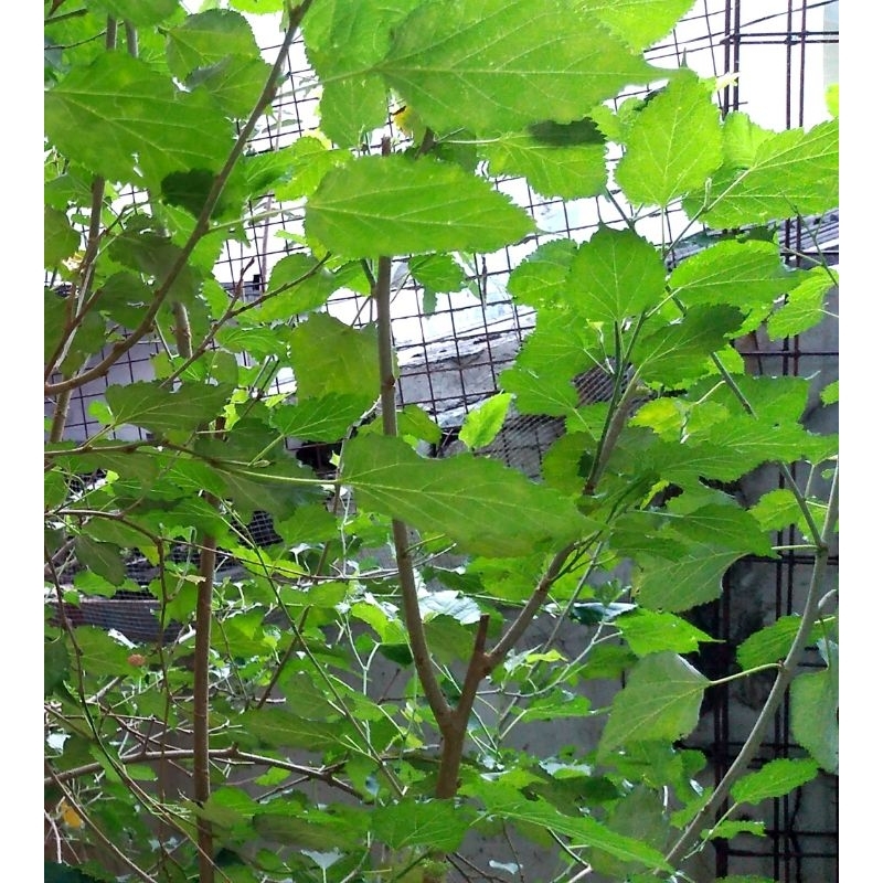 

Daun Murbei l Daun Besaran Fresh Kaya Manfaat