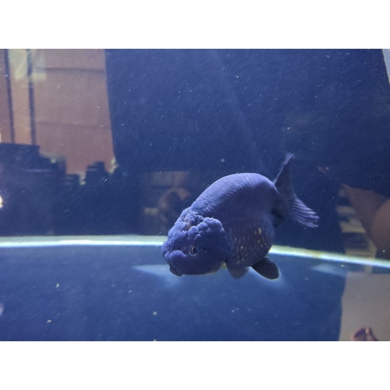 Goldfish Koki Ranchu Impor Thailand