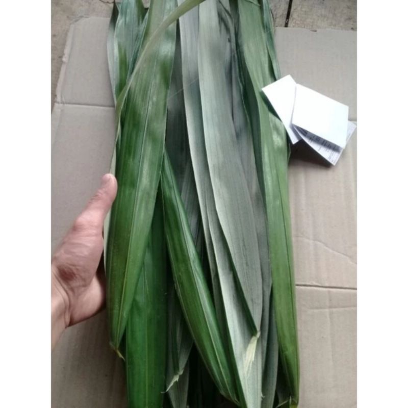 

Daun salak segar obat wasir 500 gram