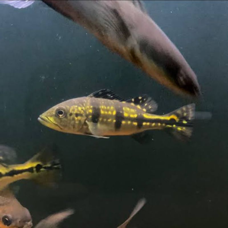 hiasan aquarium / peacock bass azul - aquascape