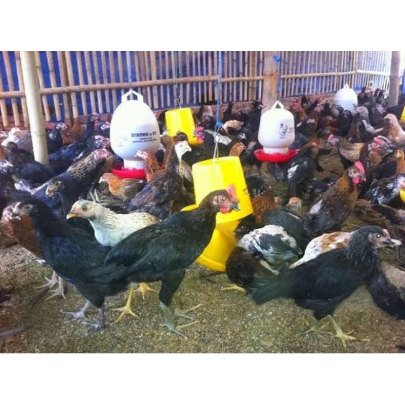 telur ayam joper untuk di tetaskan