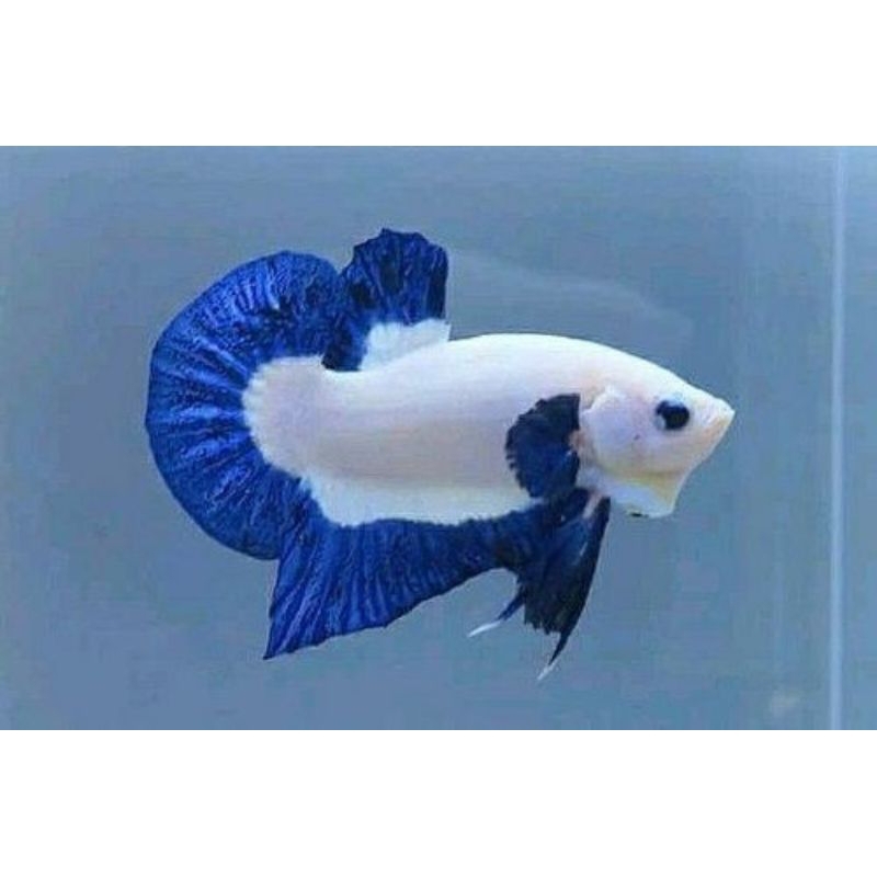 BETA BLU RIM GRADE A  PROMOO