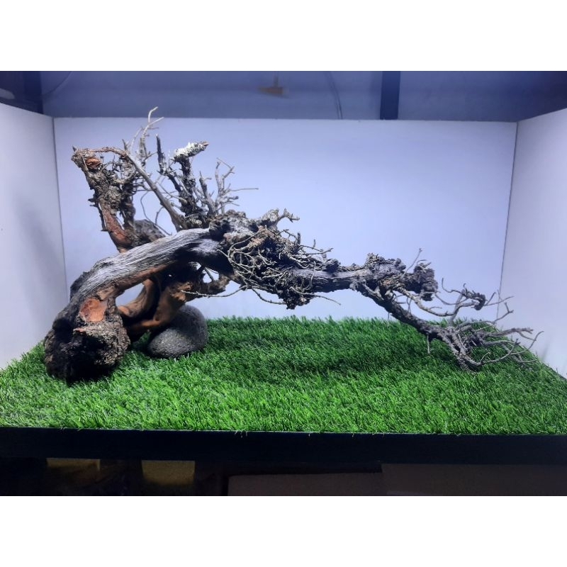 Kayu Santigi Laut Full Tenggelam Size 40-60cm Aquascape Chana Predator