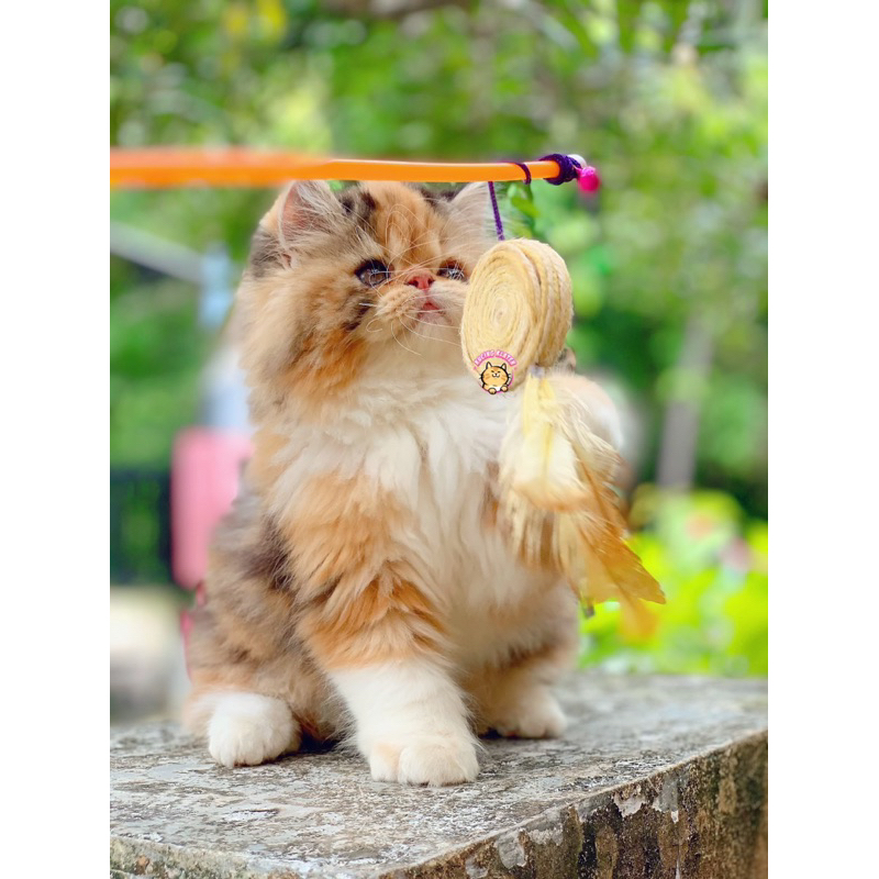 PEAKNOSE CALICO FEMALE