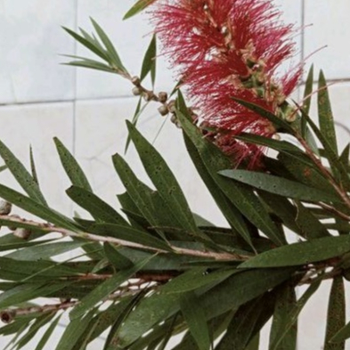 Daun Kayu Putih Segar Petik Langsung