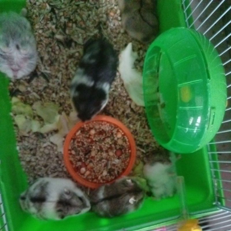 Hamster Winter White