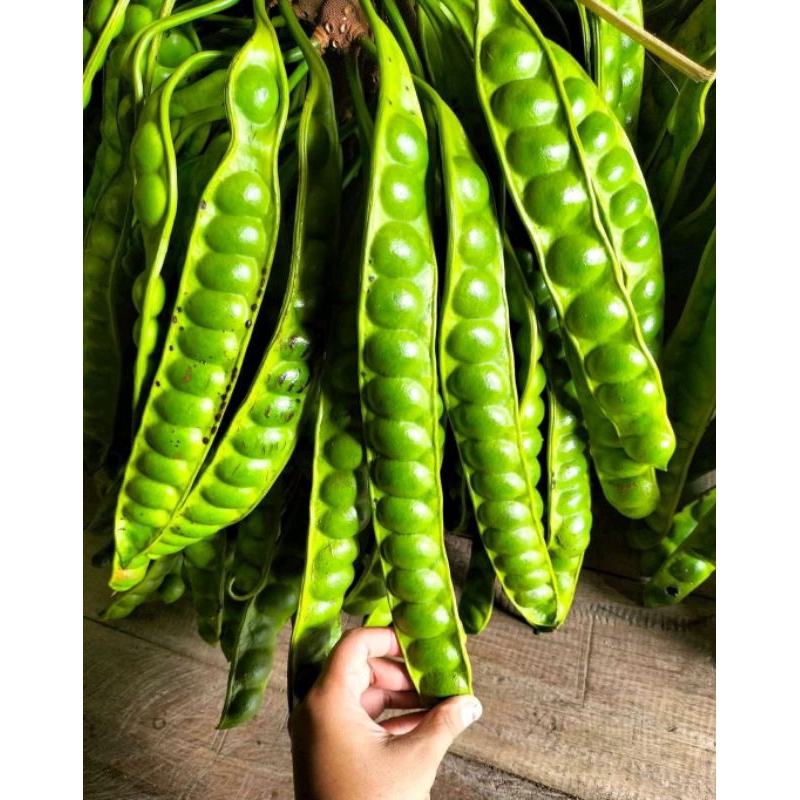 

pete/petai segar kualitas super - Satu ikat (10 papan/lonjor)