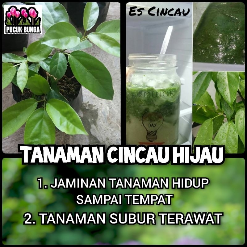 Bibit Pohon Cincau Hijau Bibit Tanaman Herbal Cincau Perdu Daun Cincau Hijau Pohon Cincau