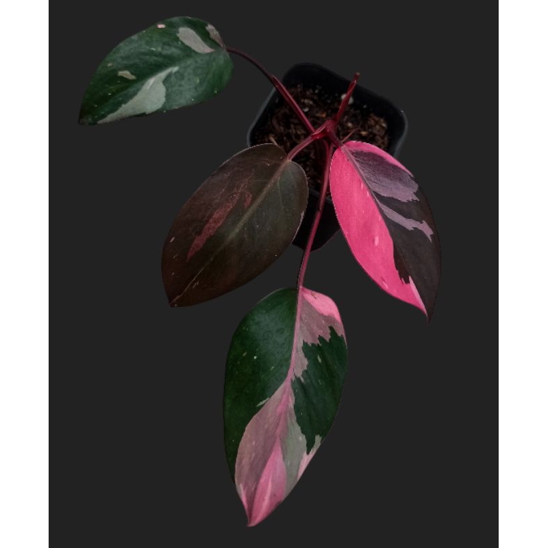 Philodendron Pink Princess Marble