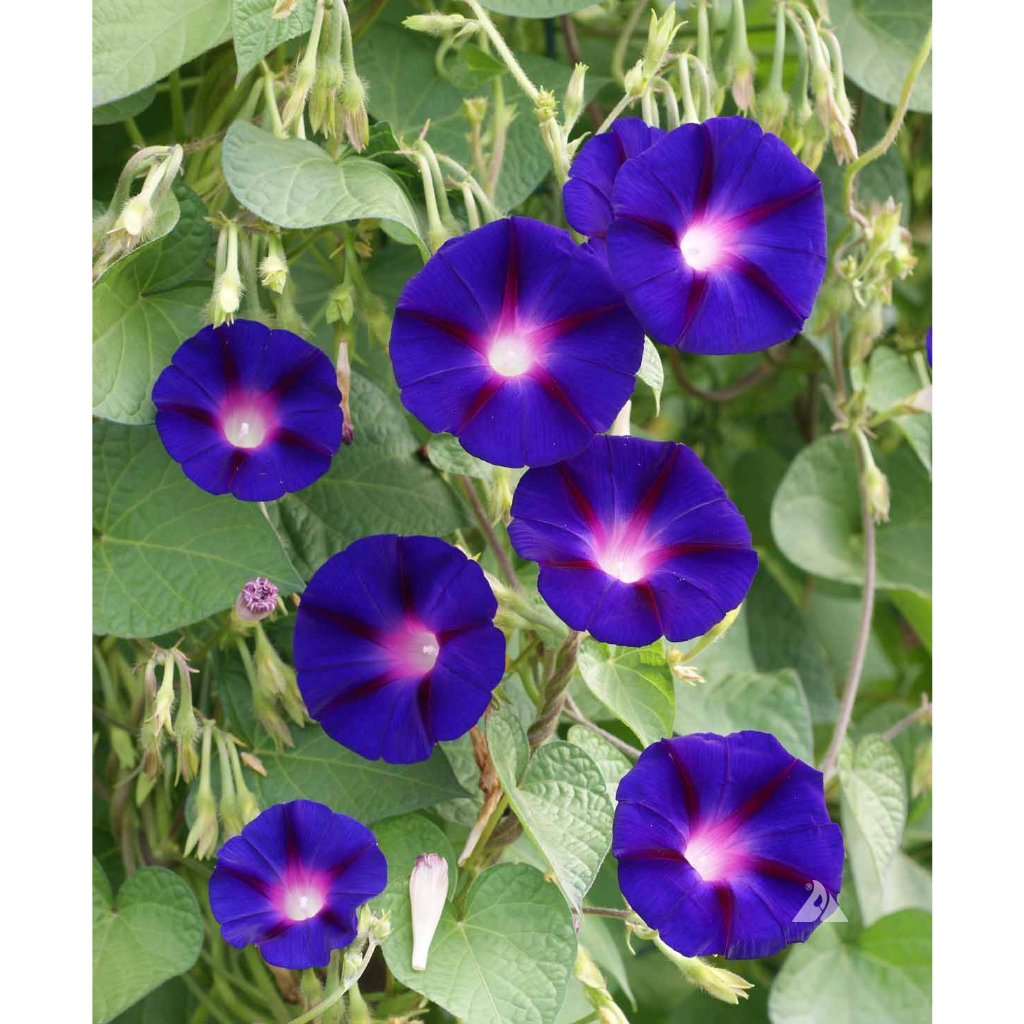 Benih Bibit Biji - Bunga Morning Glory Grandpa Ott's Flower Seeds - IMPORT