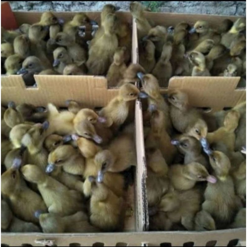 Dod Bebek Petelur Lokal Jantan 1 Box