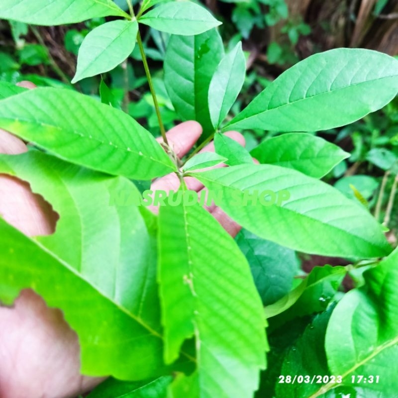 

[Fresh] BIBIT LABAN (CABUTAN) / BIBIT LEBEN / BIBIT LEBAN / BIBIT KAYU LABAN / BIBIT DAUN LABAN