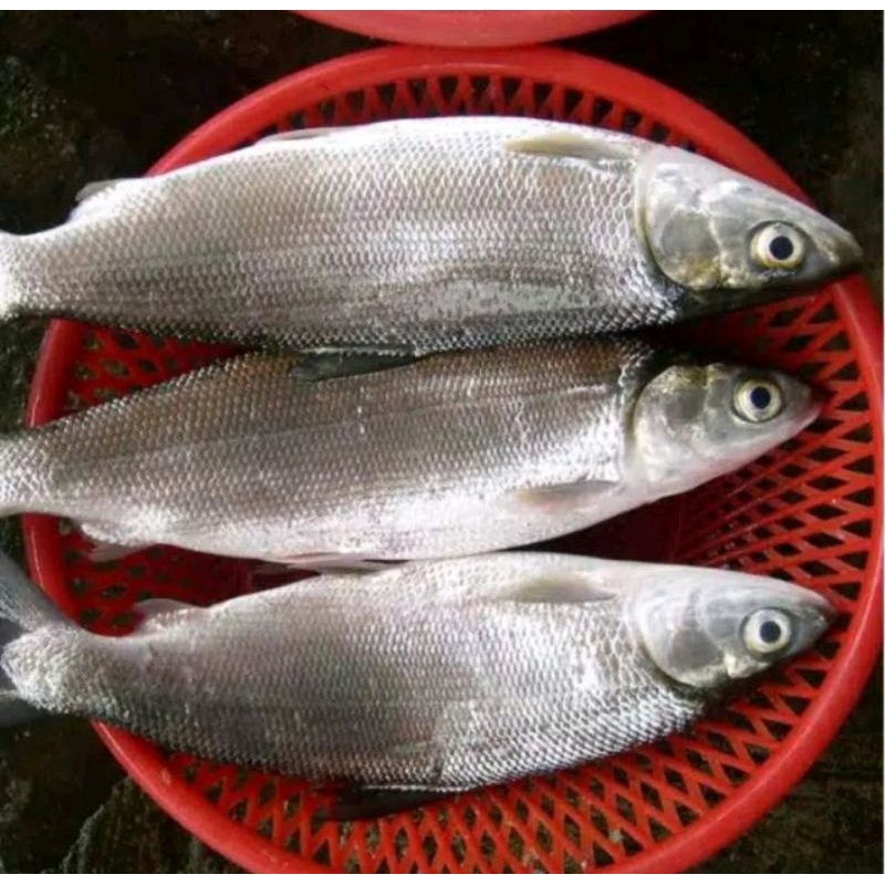 

Ikan Bandeng Segar (PER 1 EKOR)