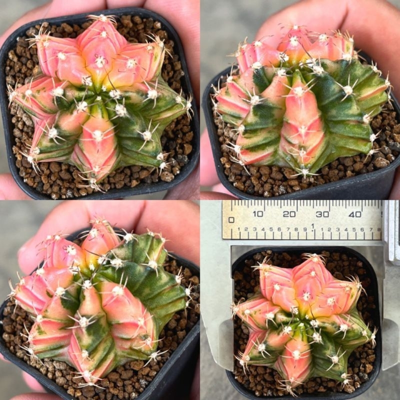 Kaktus Gymno Miha hybrid pinky frost