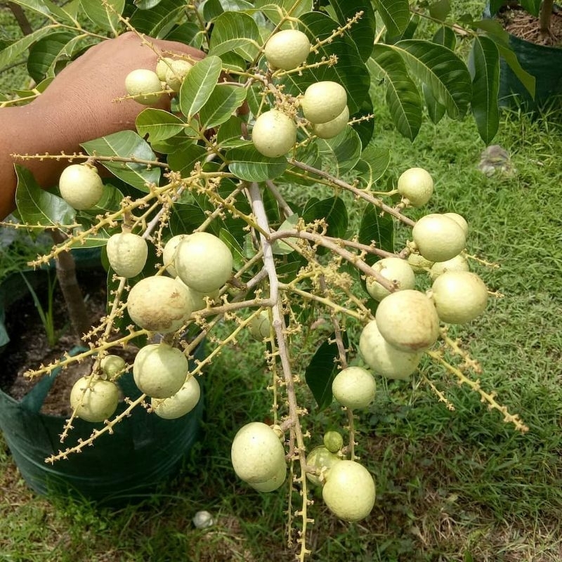 Pupuk Booster Organik Pelebat Buah Kelengkeng Dan Perangsang Agar Cepat Berbuah