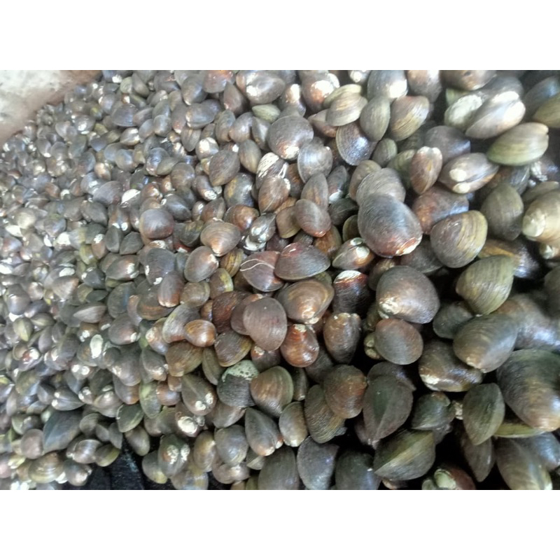 

Lokan/Kerang Laut