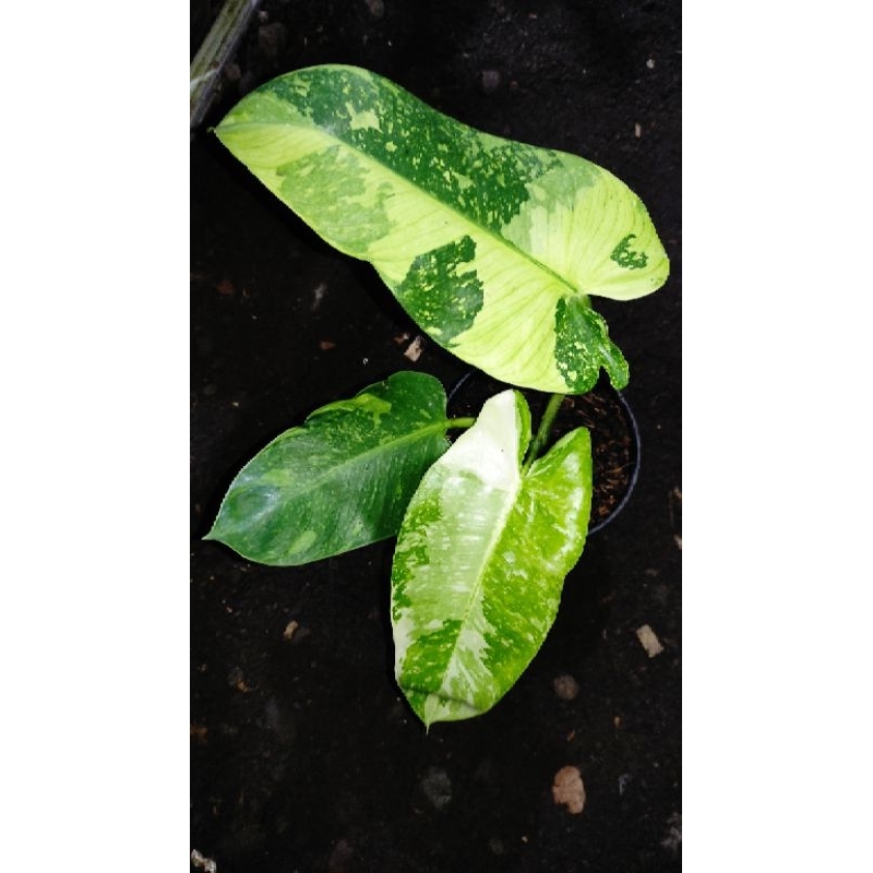 philodendron Josebuono