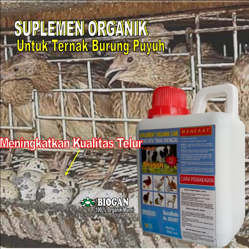 SOC BIOGAN UNTUK TERNAK PUYUH PETELUR SUPAYA PRODUKSI TELUR MENINGKAT