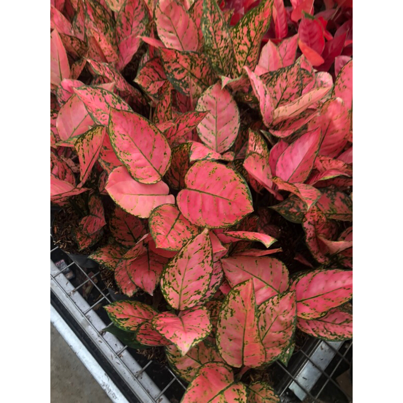 Aglaonema lady valentine