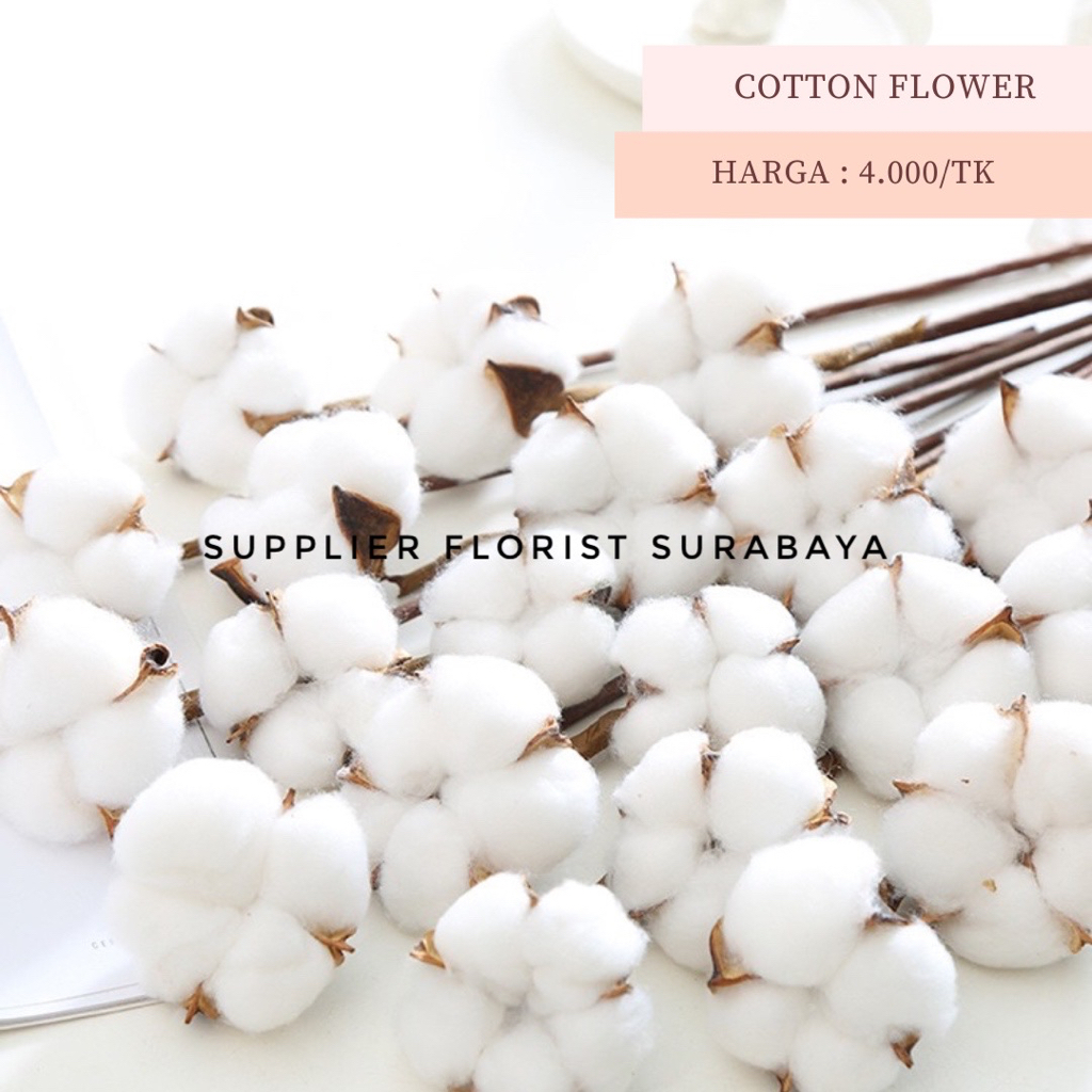 ECER COTTON FLOWER DENGAN TANGKAI SINGLE STALK COTTON FLOWER SATU TANGKAI BUNGA PALSU BUNGA KAPAS PALSU ARTIFICIAL FLOWER BUKET BUNGA KAPAS DRIED FLOWER EVERLASTING FLOWER DIY SCRAPBOOK FLORIST