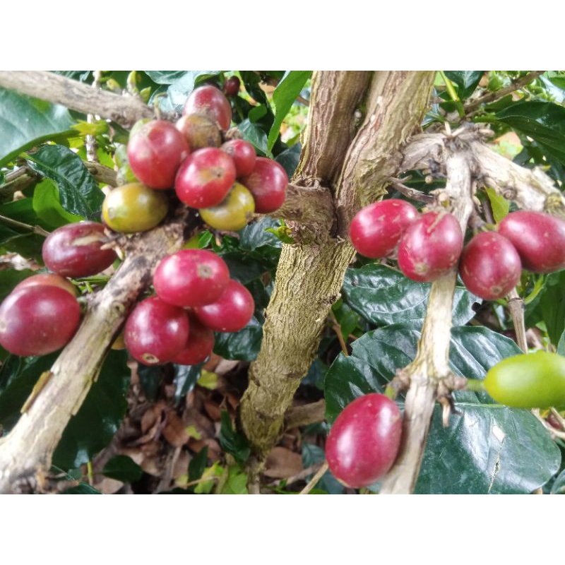 

Biji kopi merah Arabika super 100 butir