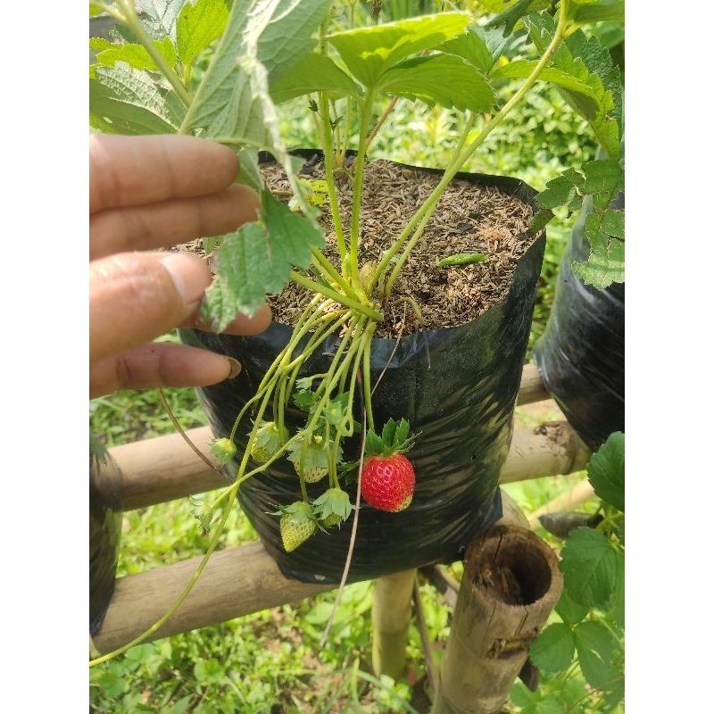 indukan strawberry sagahonoka berbungga/pentil