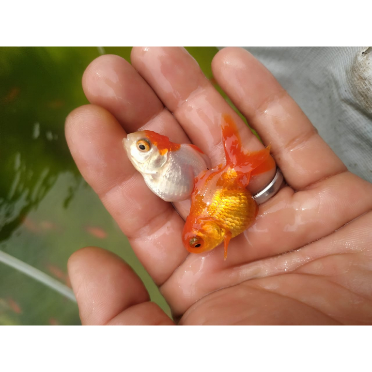Koki Oranda Ikan Hias Aquarium Kolam KHUSUS GOJEK MEDAN