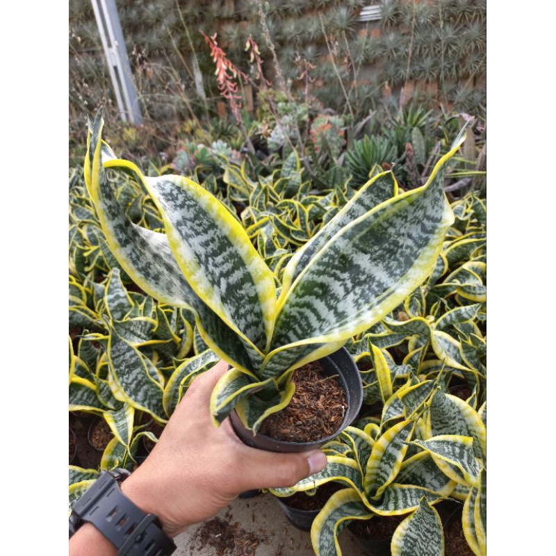 Sansevieria Twister
