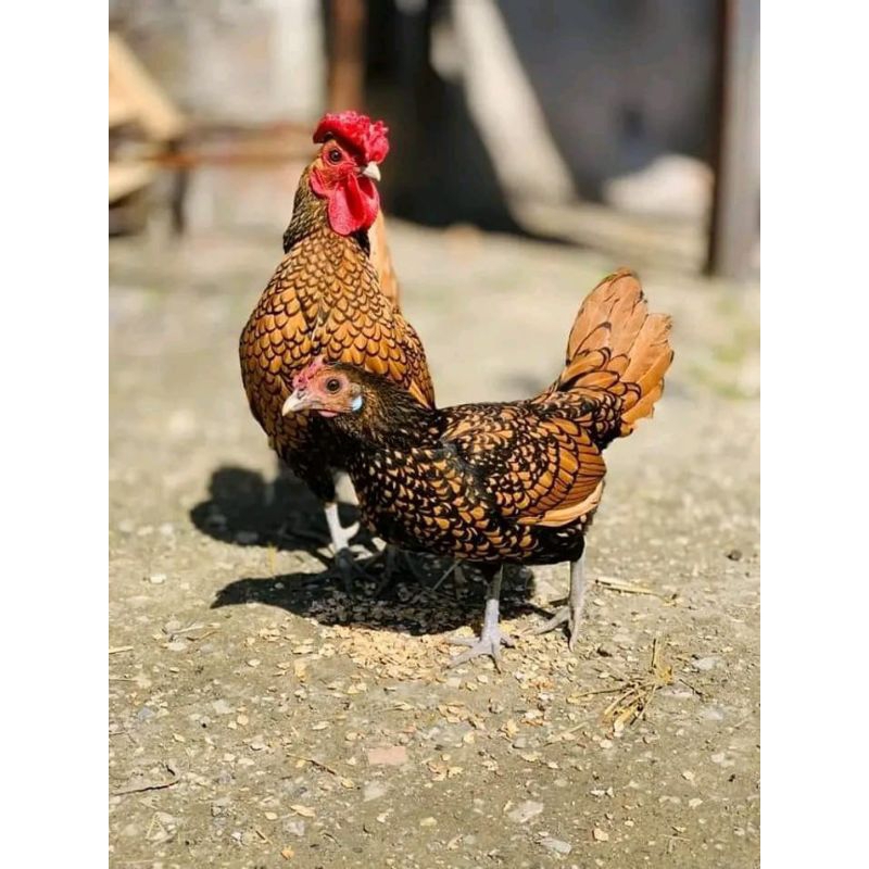 TELUR AYAM HIAS BATIK KANADA UNTUK DITETASKAN