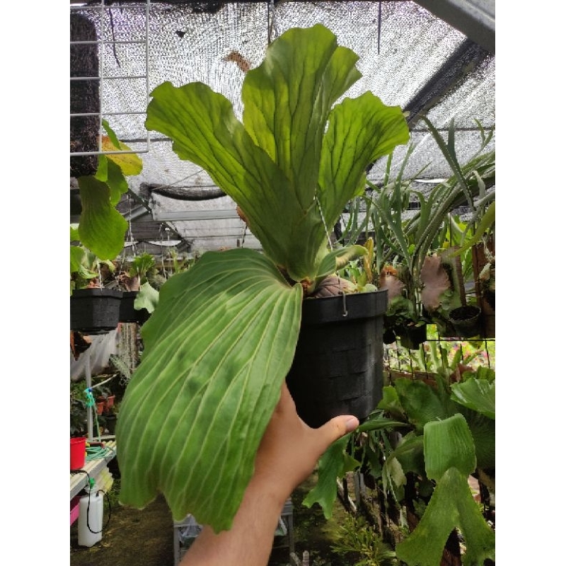 platycerium elephantotis dewasa di pot