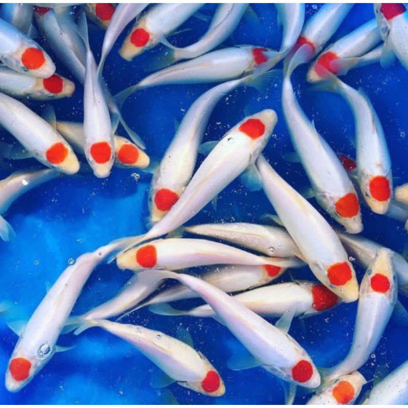 koi tancho paket 5ekor