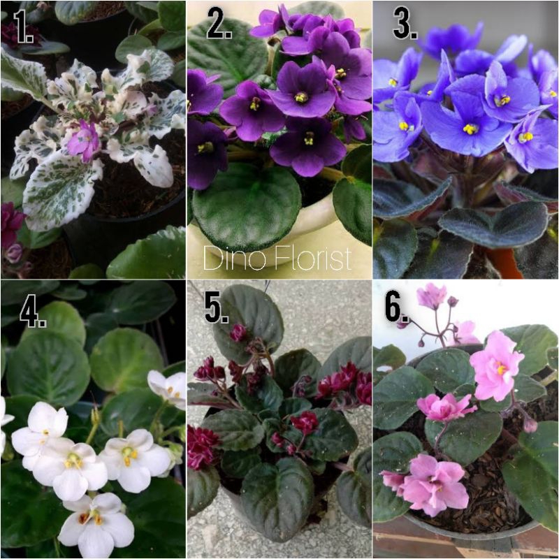 Tanaman Hias Bunga African Violet / Violces