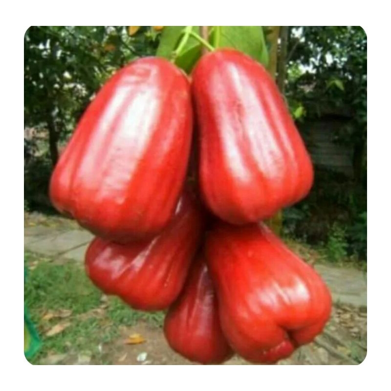 

jambu merah madu 500gr