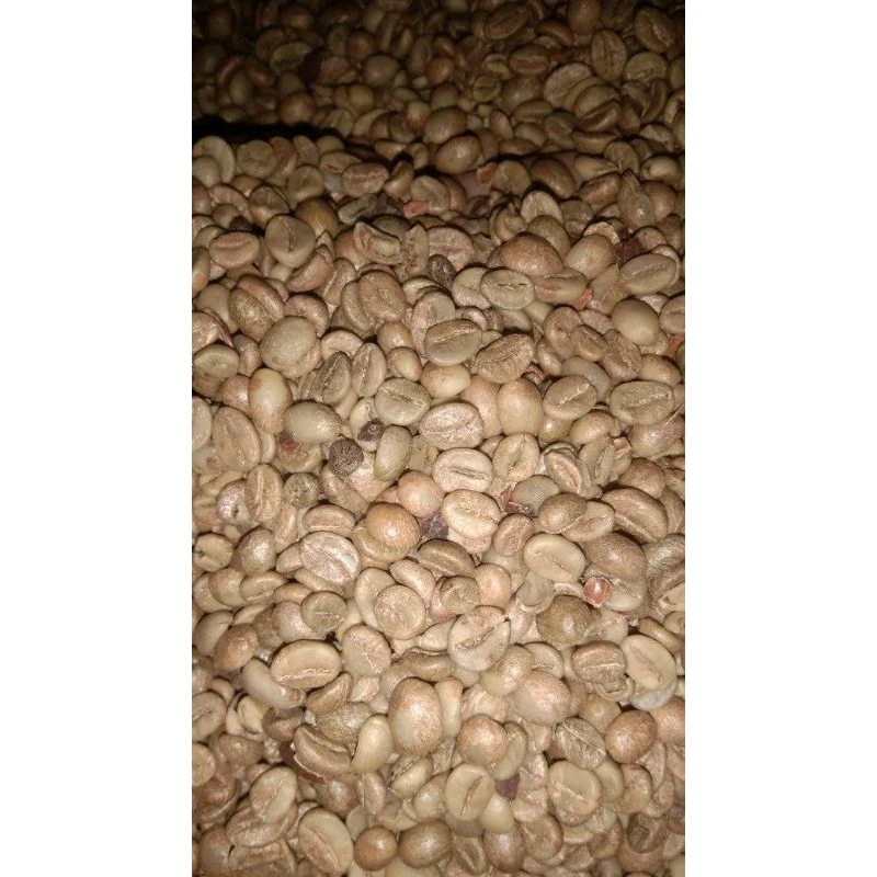 

robusta