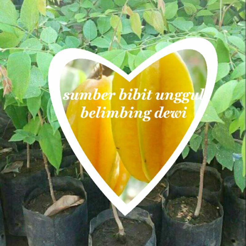 bibit belimbing dewi okulasi