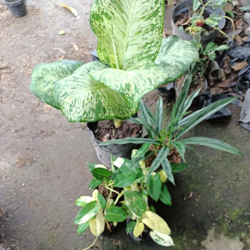 Tanaman hias diven anggun ayu,diven bambu dan burlemak varigata.