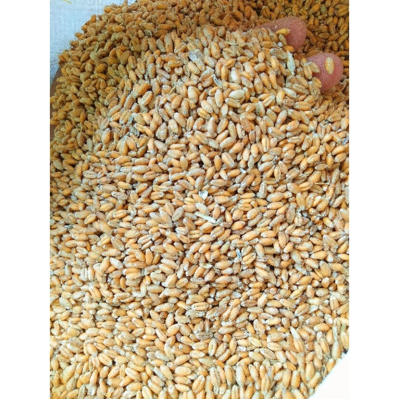 GANDUM UTUH - WHOLE WHEAT IMPORT -