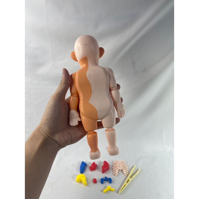 [OBRAL RIJEK] Mainan Anak Montessori Body Anatomy Children Toy - DD232