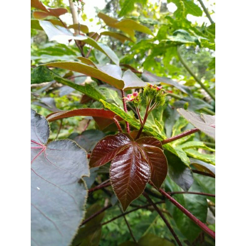Daun Jarak Wulung Segar 1 Kg / Daun Jarak Merah Segar