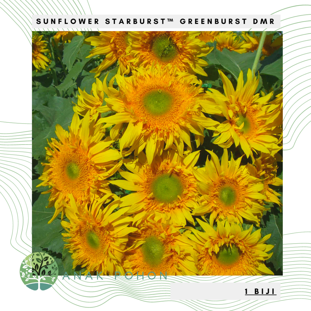 Benih Bibit Biji - Sunflower Starburst™ Greenburst DMR Bunga Matahari Seeds - IMPORT