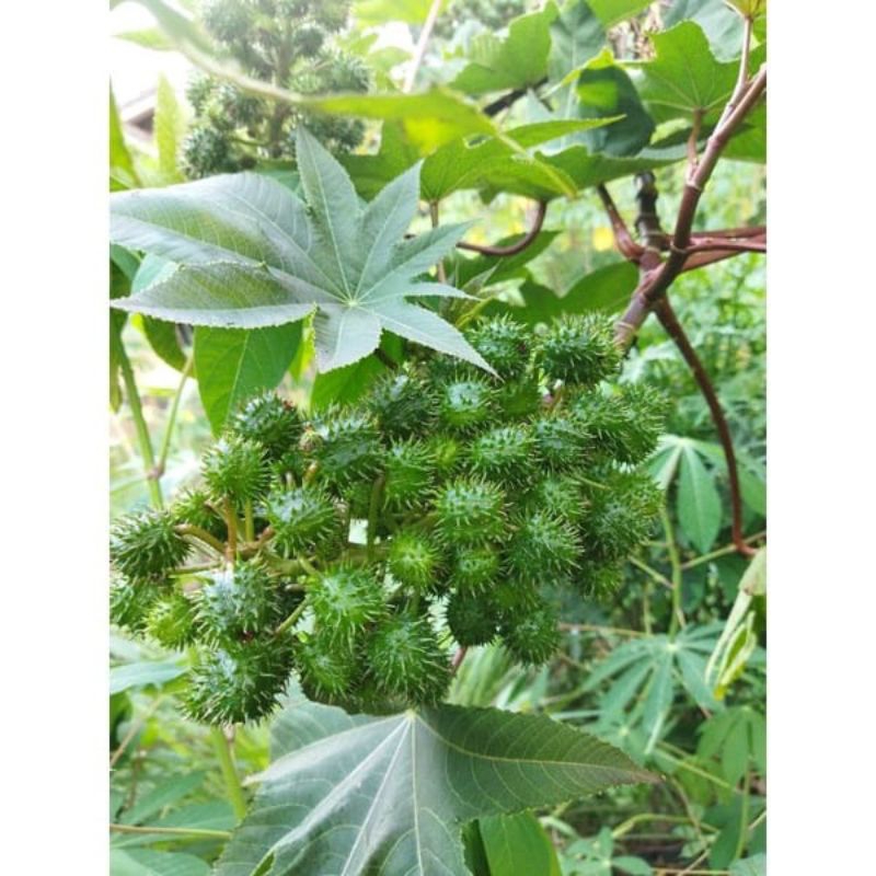 20 BENIH BIJI KALIKI / JARAK KEPYAR