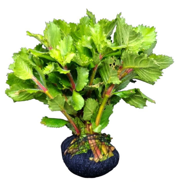 Hygrophila Difformis Wisteria Air Tanaman Aquascape